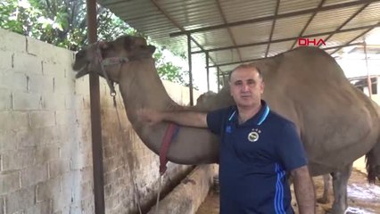 Aydın Kurbanlık Develeri En Çok Suriyeliler Tercih Ediyor