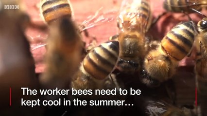 Bees living on top of a London mosque - BBC News