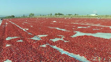 Bakan Pakdemirli Tarlada Tarım İşçileriyle Kahvaltı Yaptı