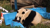 Pandas gigantes gêmeos comemoram segundo aniversário no Zoo de Viena