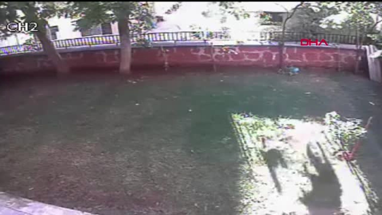 Eskişehir Anne Kedi, Yavrusunu Korumak İçin Köpeğe Saldırdı