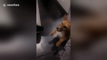 Silly dog tries to eat a hairdryer blasting his face!