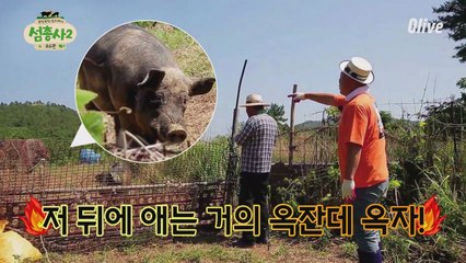 섬돼장 호동이도 깜놀하게 만든 200kg 집돼지의 위엄!!