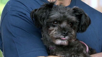 靑 "가축에서 개 제외 검토"...개 식용 논란 더 거세질듯 / YTN