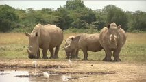 هذا الصباح-جنود مدججون بالسلاح لحماية وحيد القرن