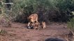 Lioness snatches photographer's camera