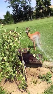 Arroser un chevreuil pendant une canicule (Suisse)