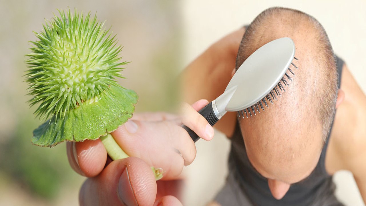 Datura Benefits: आयुर्वेदिक गुणों से भरपूर है धतूरा, गंजेपन से लेकर कई बिमारियों का है इलाज |Boldsky