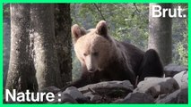 Slovénie : le nombre d'ours en constante augmentation