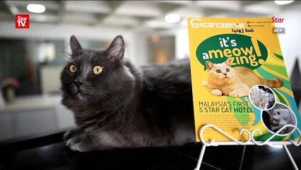 Five-star luxury for cats