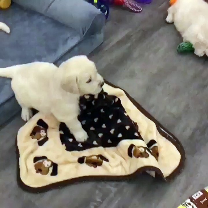 dog plays all time