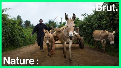 Afrique : les ânes sont la nouvelle cible des braconniers