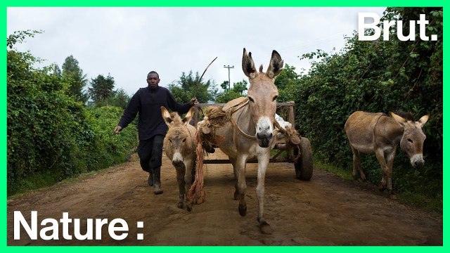 Afrique : les ânes sont la nouvelle cible des braconniers