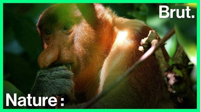 Pourquoi le nasique a-t-il un gros nez ?