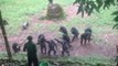 Teenage Chimpanzees Display Perfect Manners as They Patiently Wait to be Fed One-by-One