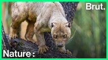 Le fossa, un super prédateur peu connu et menacé