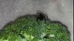Il trouve une araignée veuve noire dans ses brocolis...
