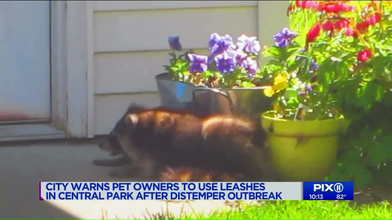 Dozens of Raccoons Affected by 'Zombie Virus' in NYC Parks