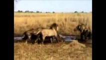 Aslanların Ölümcül Kavgaları