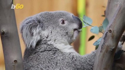 Koala on Board! Airline Passengers Joined by Little Koala on Flight