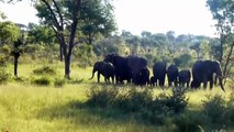 Mother Elephants Protect baby from wild dog too crowded, Chase for many days - Baby Elephants escape