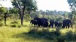 Mother Elephants Protect baby from wild dog too crowded, Chase for many days - Baby Elephants escape