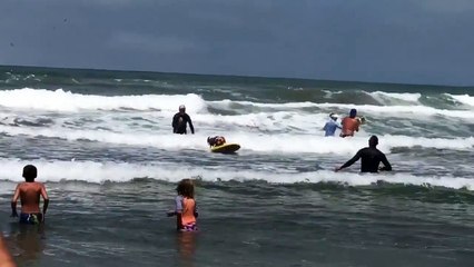 Deux chiens font du surf dans l'océan Pacifique !