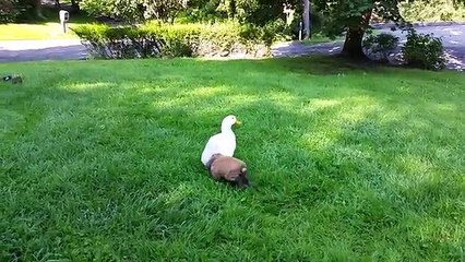 I mondo dei coniglio, vere dolcezze.