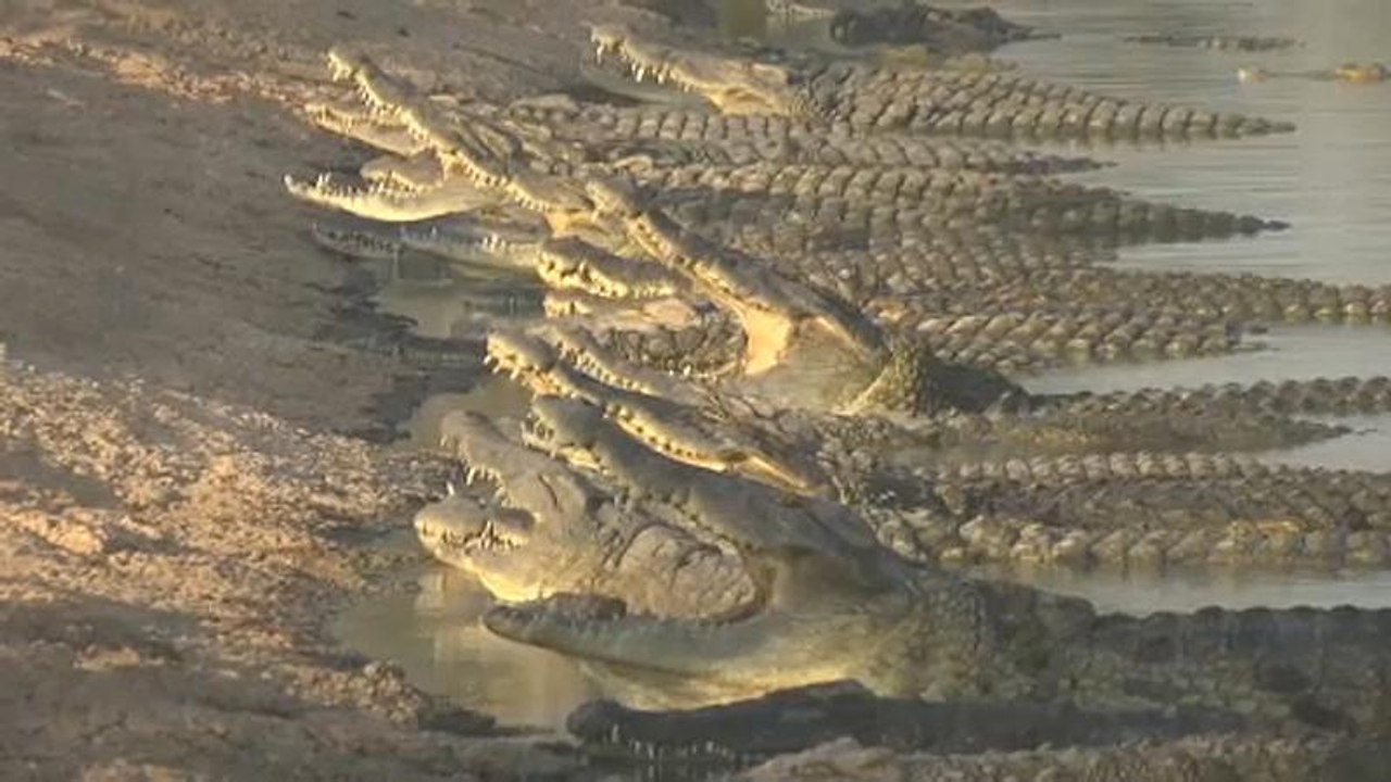 Krokodile im juristischen Niemandsland