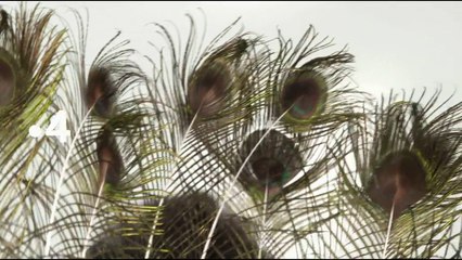 Drôlement bêtes les animaux en questions - teaser 2