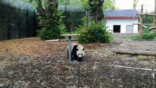 Tian Bao petit panda mange