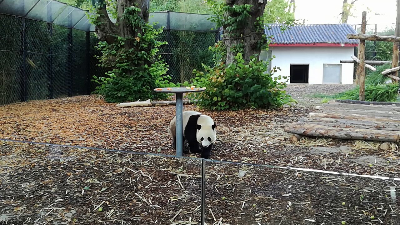 Tian Bao petit panda mange