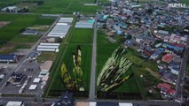 Admira estas obras de arte gigantes cultivadas en arrozales
