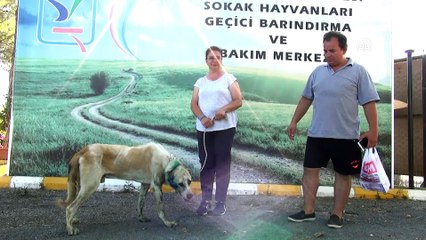 Tabancayla yaralanan köpek tedavi altına alındı - ANTALYA