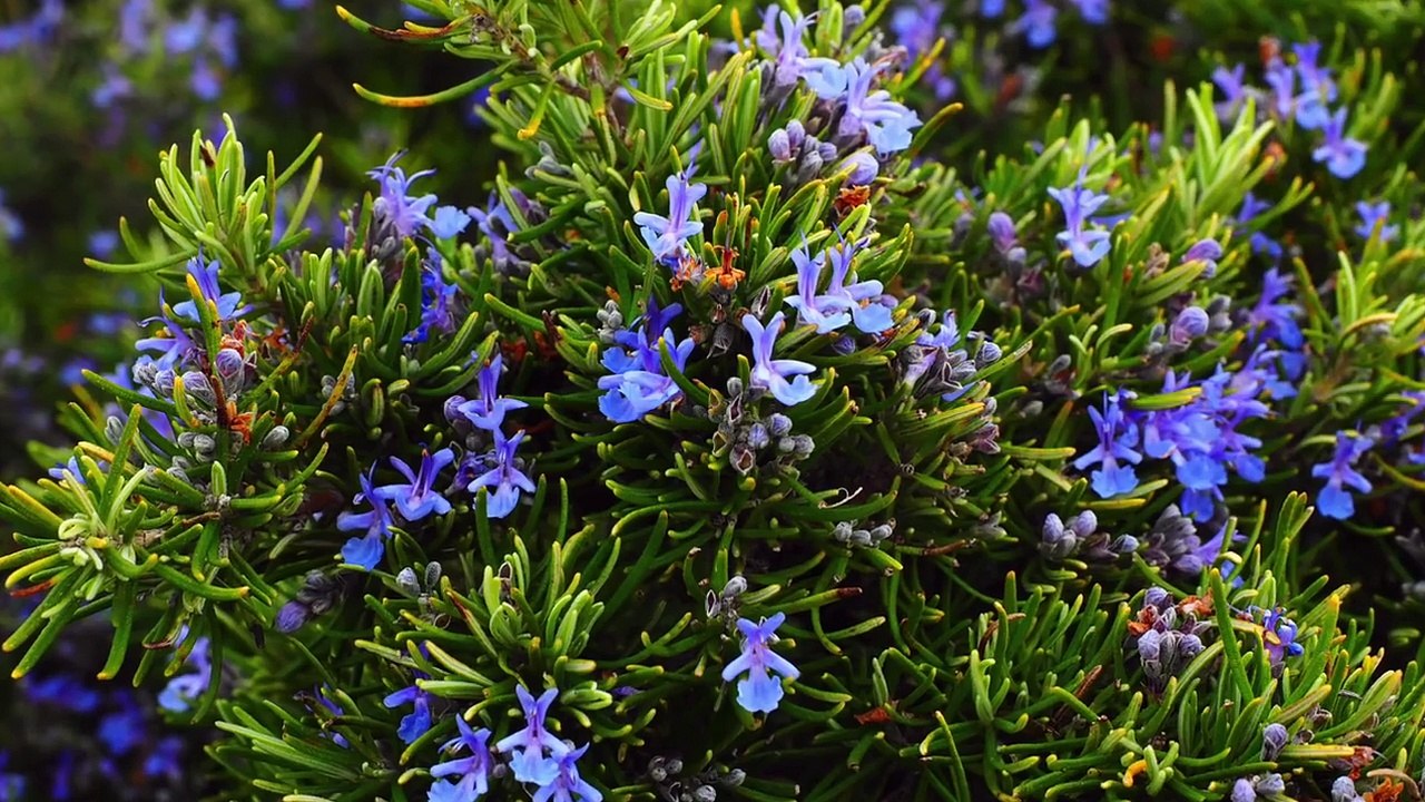 Dieses Kraut stoppt Haarausfall und lässt es wie verrückt wachsen!