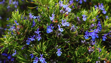 Dieses Kraut stoppt Haarausfall und lässt es wie verrückt wachsen!