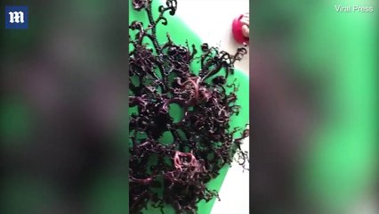 Vietnam kıyılarında bulunan tuhaf deniz canlısı