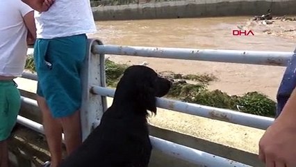 Ordu'da sele kapılıp dere ortasında mahsur kalan köpek, itfaiye tarafından kurtarıldı
