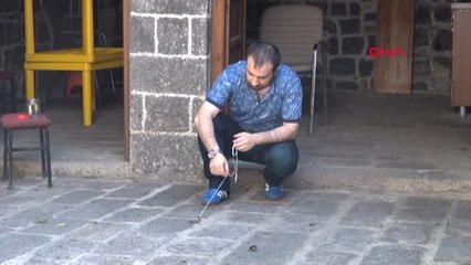 Diyarbakır Evde Bulduğu Zehirli 'Akrebi' Öldürmek Yerine Beslemeye Başladı