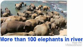 More than 100 elephants in river