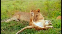 Les Emotions animales - Documentaire animalier