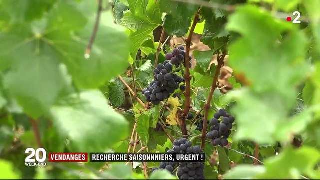 Vendanges : les viticulteurs s'inquiètent du manque de saisonniers