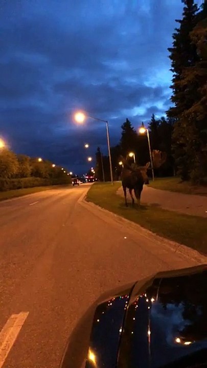 Giant Moose Wandering Down Street