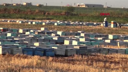 Şanlıurfa - Akçakale'de Toplu Arı Ölümleri Üreticileri Endişelendirdi Hd