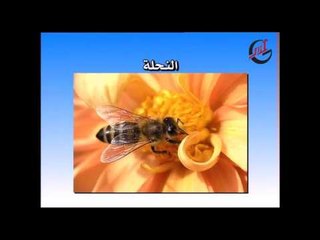 برنامج الأطفال لولو و بلبل ـ الحلقة 13 الثالثة عشر كاملة HD