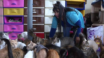 La “casita gatuna”, refugio de gatos con leucemia felina
