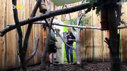 Koala on board! Airline passengers joined by little koala on flight