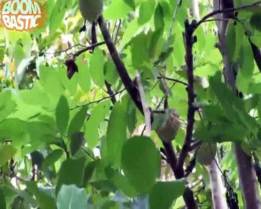 Man saves the dog from the python