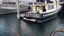 Sea Otters Sunbathing on Boat