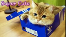 Super Cute Animals  Funny  Animal Videos Compilation (2018)